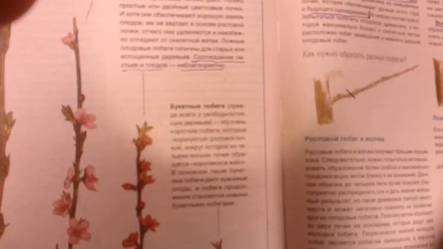 Обрезка.персик.лето
Наука говорит. смотреть онлайн