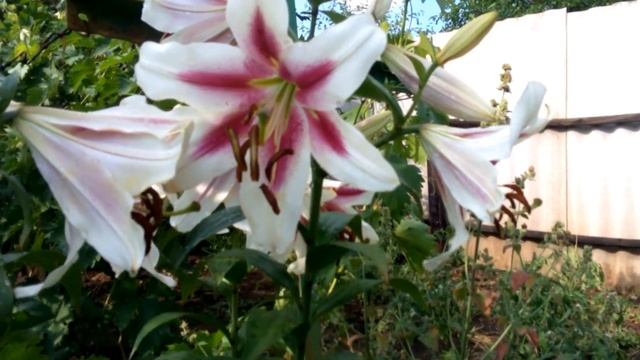 Цветение лилии Нимфа ОТ - гибрид