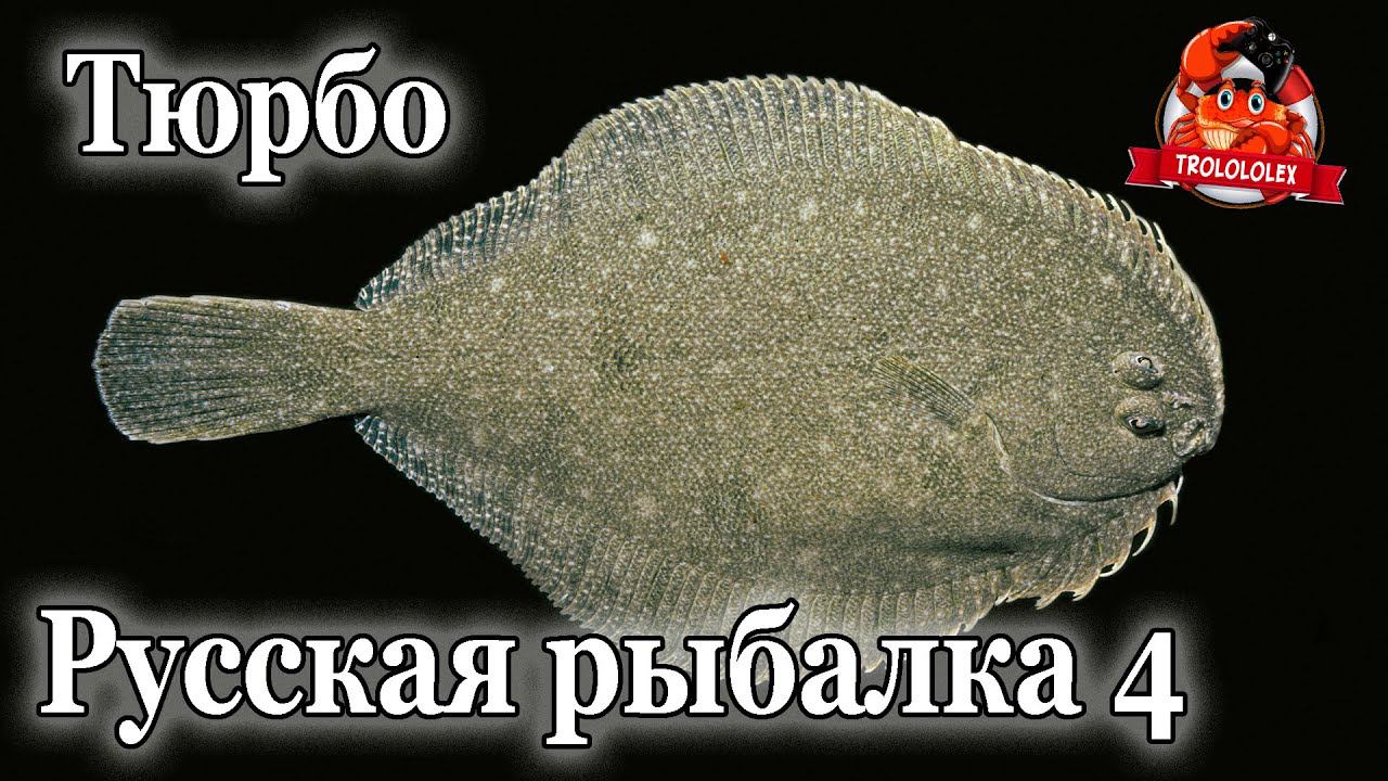 Русская рыбалка 4 Трофей Тюрбо смотреть онлайн