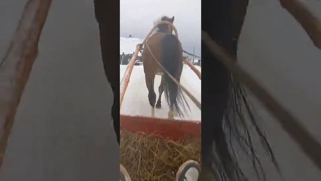 цыганские лошади город пермь смотреть онлайн