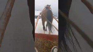 цыганские лошади город пермь