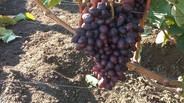 Виноград Эмир. Насколько затянет гроздь ??? 2023