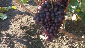 Виноград Эмир. Насколько затянет гроздь ??? 2023