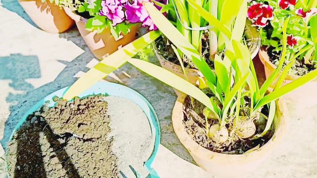 Lily flowers । Amaryllis Lily flowers । How to grow Amaryllis Lily Bulb In pots । Lily flowers care смотреть онлайн