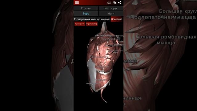 мышечная система в 3D (анатомия) для Android. "RU" смотреть онлайн