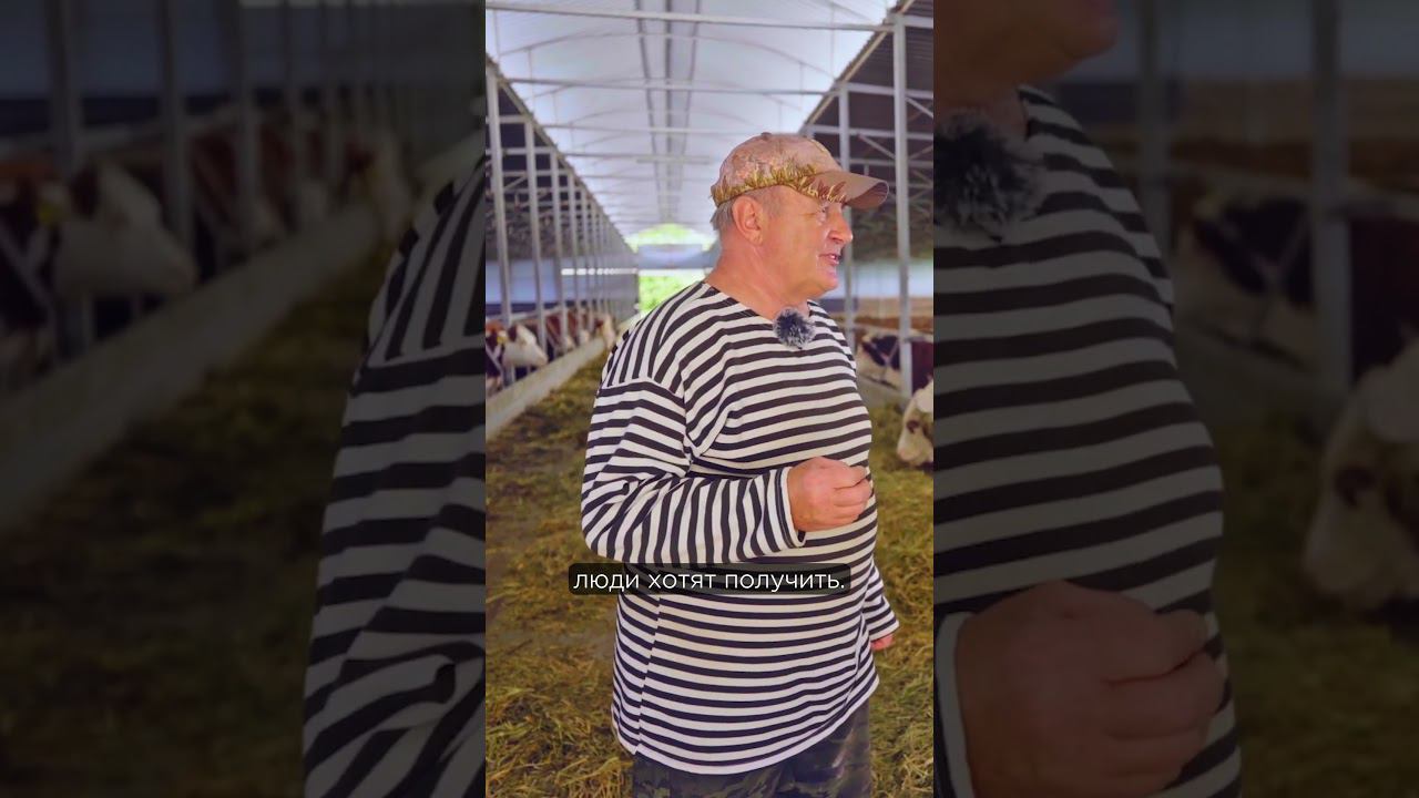 Сколько фермер зарабатывает на мясе? #фермер #герефорд #животноводство #говядина смотреть онлайн