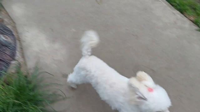 Тикап Тедди пудель смотреть онлайн