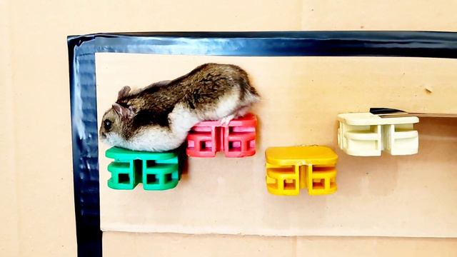 🐹hamster Escape Amusement Park Maze #hamster#हम्सटर#Хомяк#maze#escape#भूलभुलैया#lunapark#funnyanima