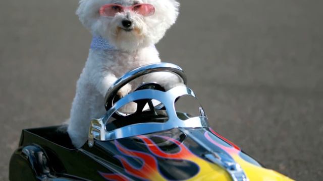 Childrens Book - I Want A Dog смотреть онлайн