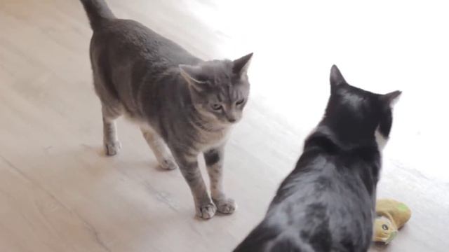 Как подружиться с кошкой? смотреть онлайн