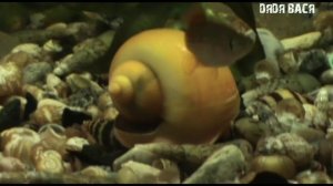 Улитка ампулярия! Размножение ампулярий и содержание в аквариуме! [#Ампулярия]