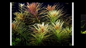 ЛИМНОФИЛА АРОМАТИКА. СОДЕРЖАНИЕ В АКВАРИУМЕ