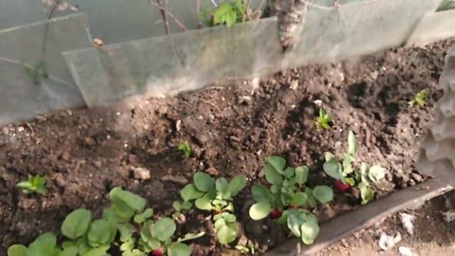 РЕДИС В ЯИЧНОМ ЛОТКЕ...ЭТО СУПЕР!!! смотреть онлайн