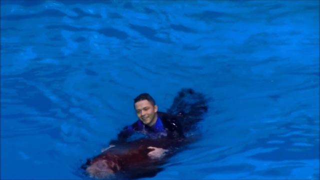 Денис TV - ВОДНОЕ ШОУ в МОСКВАРИУМЕ\Косатки\Белухи\Дельфины\Моржи смотреть онлайн