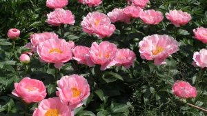 пион Salmon Dream