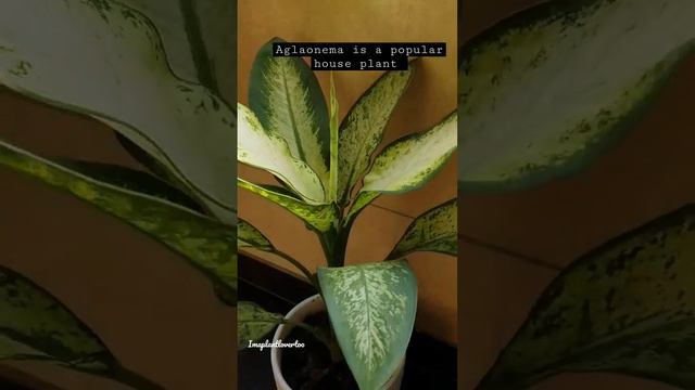 Lucky Plant as per Feng Shui ,Aglaonemas are slow-growing, attractive, and are great indoor plants смотреть онлайн