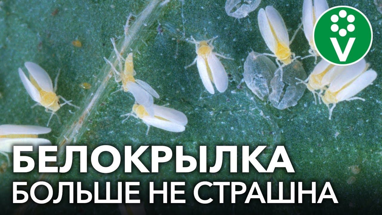 ПРОЩАЙ, БЕЛОКРЫЛКА! Избавляемся от белокрылки в теплице осенью проверенными средствами