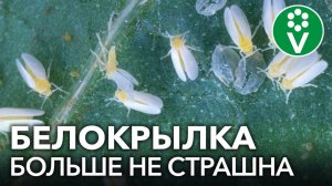 ПРОЩАЙ, БЕЛОКРЫЛКА! Избавляемся от белокрылки в теплице осенью проверенными средствами