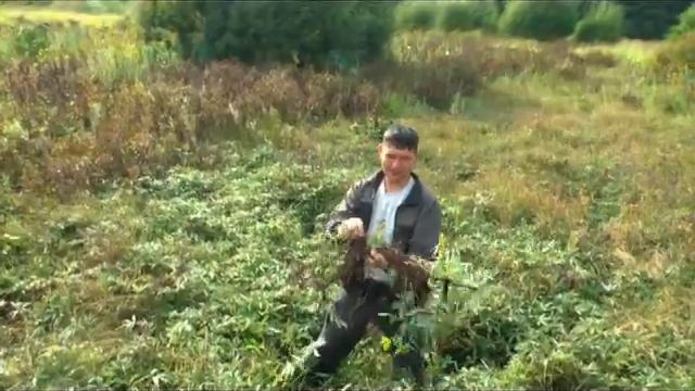 Как в природе найти и отличить сабельник смотреть онлайн