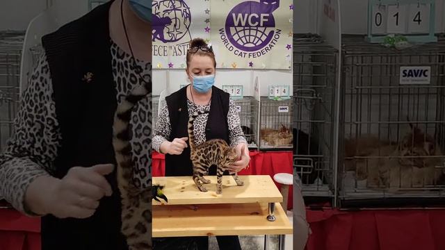 Первая выставка кошек нашей маленькой принцессы Багиры успейте мы ещё ищем котородителей!