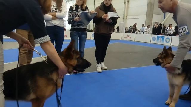 Выставка собак.Хрустальный кубок Украины 03,12,2017 года. 2xFCI-CACIB\немецкая овчарка\ смотреть онлайн