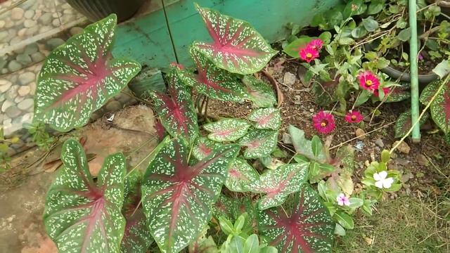 Keladi Merah /caladium red star смотреть онлайн