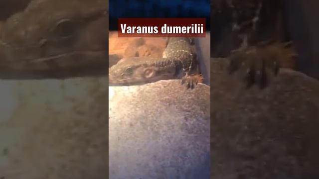 VARANUS DUMERILII - AFTER EAT #SHORTS #VARANUSDUMERILII #VARANUS #BIAWAKAKAR #TREEVARANUS #SUMATERA смотреть онлайн
