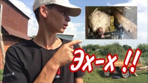 Больше не будет НИКОГДА ?!! Последние в этом году / Вывод Индоутят под уткой / Серо-жемчужные утята