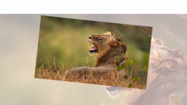 Почему лев – царь зверей смотреть онлайн