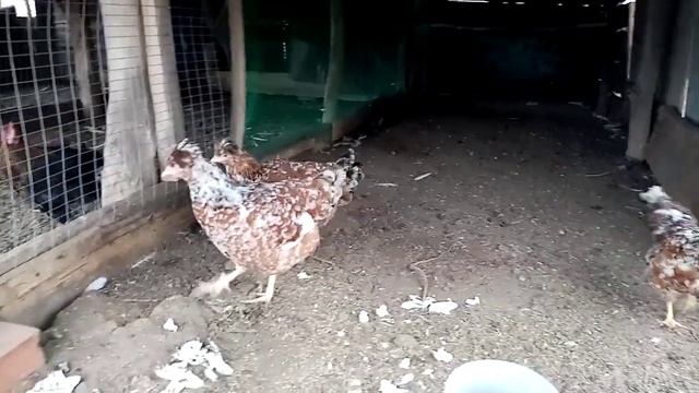 Русская хохлатая порода кур!!! Новые жители моего двора!!! ?? смотреть онлайн
