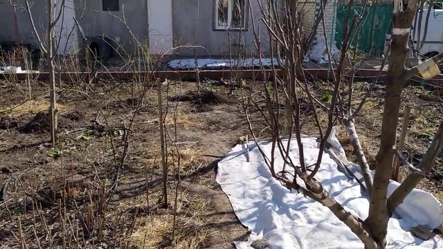 Зизифус , Унаби , Китайський финик . Сорта Коктебель , Та Ян Дзао , Китайский 93 , Вахшский 30/16 смотреть онлайн