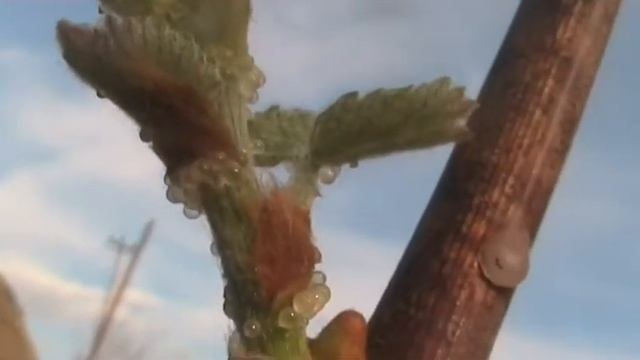 Что за пузырьки на черенке винограда? смотреть онлайн