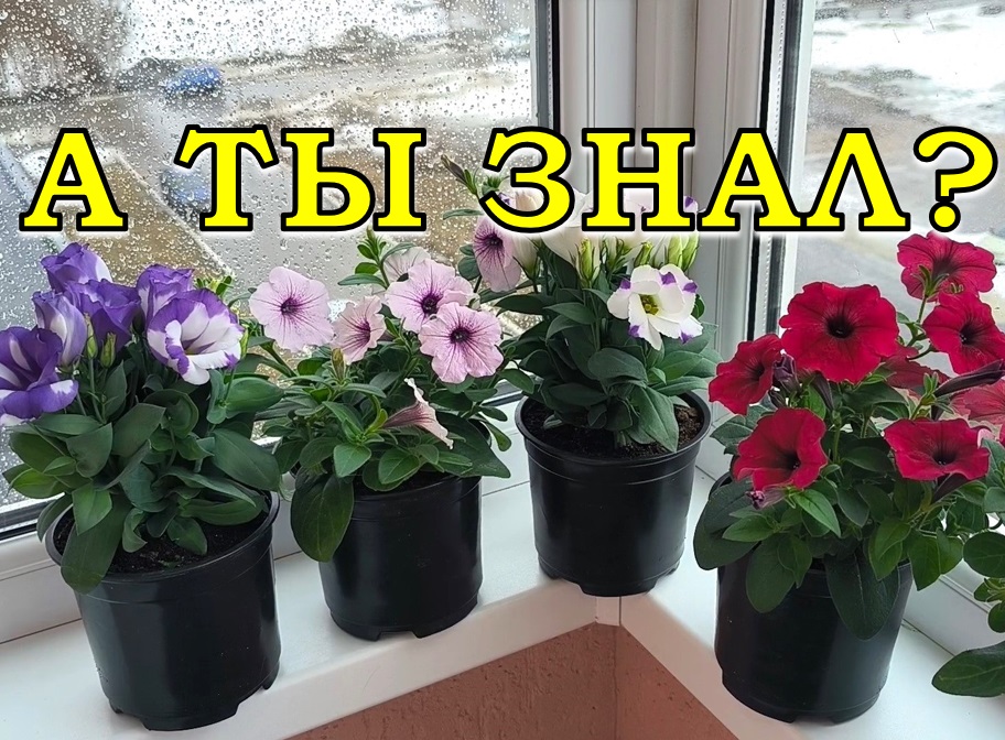 Приближаю ВЕСНУ как могу💮💮💮 (для хорошего настроения)