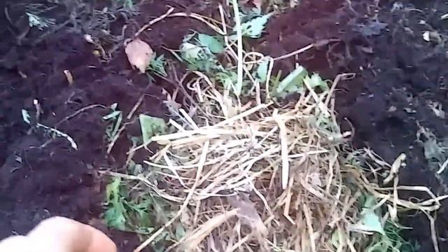 Ёжик, зимует в морковной грядке. смотреть онлайн
