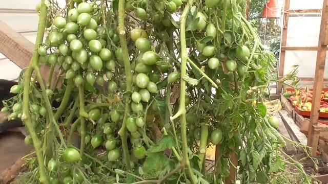 СПАСЕНИЕ "СУМАСШЕДШИХ ВИШЕН БАРРИ". Ольга Чернова. смотреть онлайн