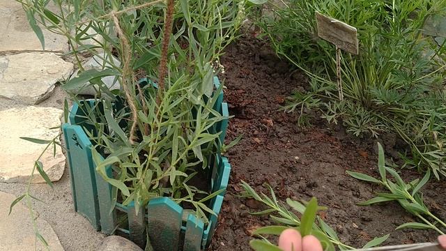 ГИПСОФИЛА В ЦВЕТУ . МОЙ ЭКСПЕРИМЕНТ ЧЕРЕНКОВАНИЯ ГИПСОФИЛЫ. смотреть онлайн