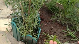 ГИПСОФИЛА В ЦВЕТУ . МОЙ ЭКСПЕРИМЕНТ ЧЕРЕНКОВАНИЯ ГИПСОФИЛЫ.