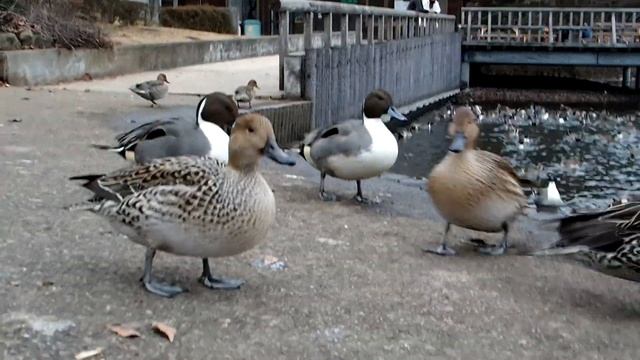 OLYMPUS STYLUS 1で撮った井頭公園のカモ смотреть онлайн