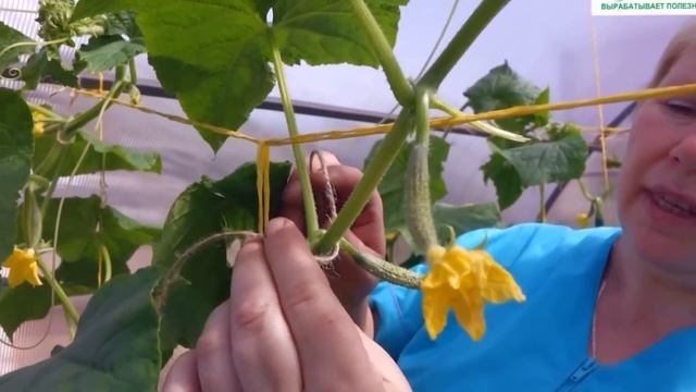 ? Подвязка главного стебля огурца к горизонтальной шпалере. смотреть онлайн