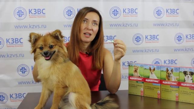 Как избавить от паразитов собак и кошек? смотреть онлайн