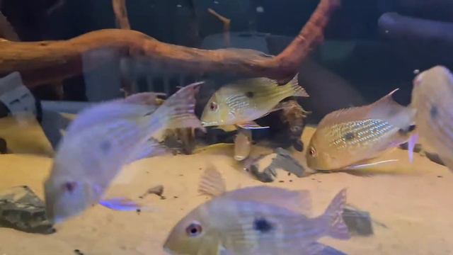 F0 Geophagus abalios group of 9 смотреть онлайн