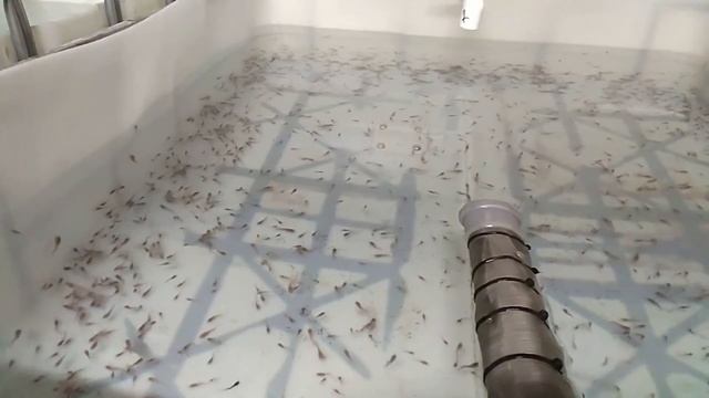 Строительство Узв для клариевого сома #9 смотреть онлайн
