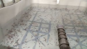 Строительство Узв для клариевого сома #9