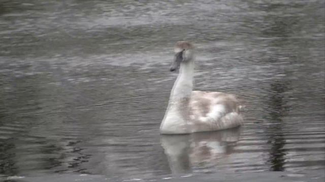 ЛЕБЕДИ НА РЕКЕ СТЫРЬ (Swans, genus Cygnus) смотреть онлайн