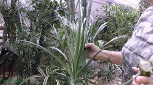 Бокарнея (нолина) после среза макушки (спустя 10 месяцев)