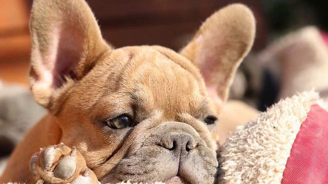 Top Ten Colors Of French Bulldogs | 2021 смотреть онлайн