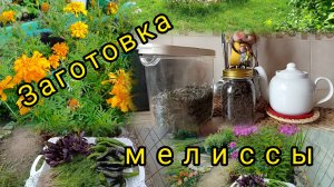 Ферментирую мелиссу для вкусного и ароматного чая.