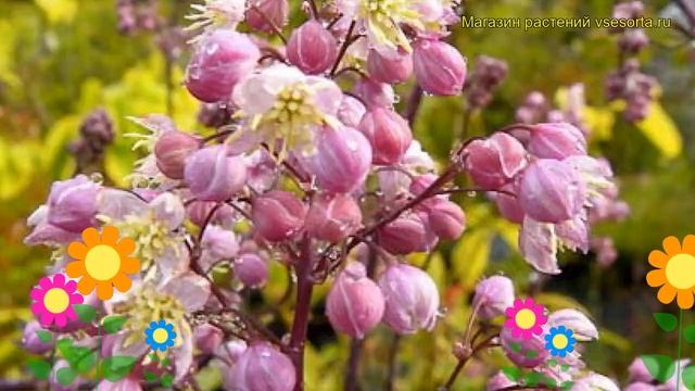 Василистник гибридный Элин. Краткий обзор, описание характеристик thalictrum hybrid Elin смотреть онлайн