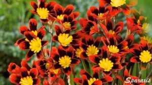 Спараксис Sparaxis