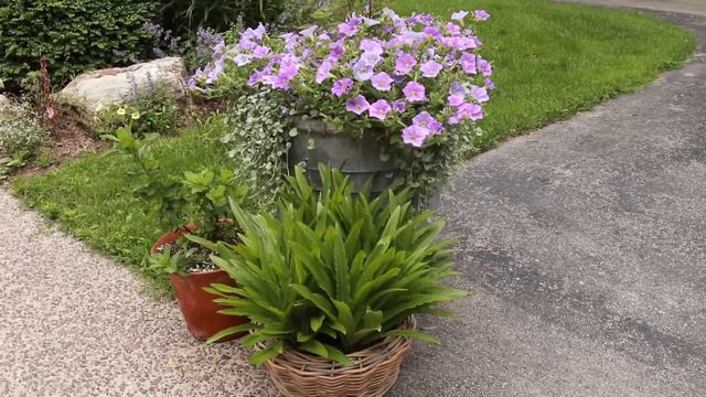 All the containers! | The Impatient Gardener смотреть онлайн